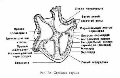 В системата на кръвообращението - studopediya