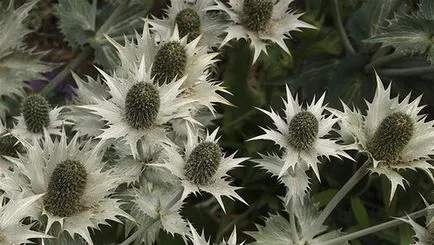 Feverweed vagy eringium (Eryngium)