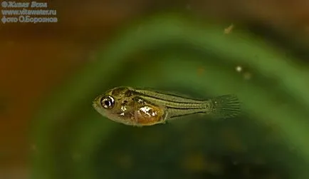 Angelfish, опит за разплод