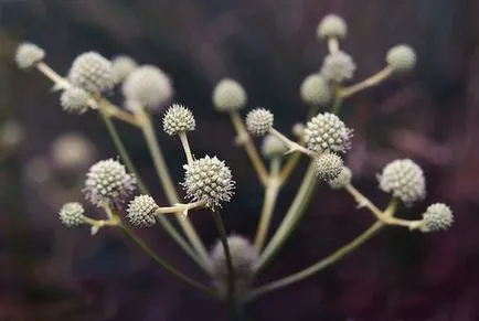 Feverweed sau eringium (Eryngium)