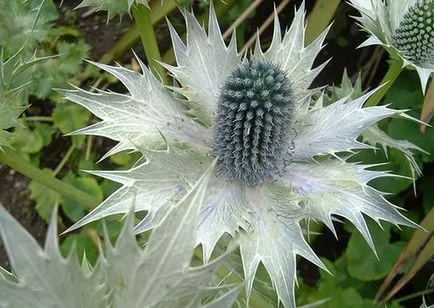 Feverweed sau eringium (Eryngium)