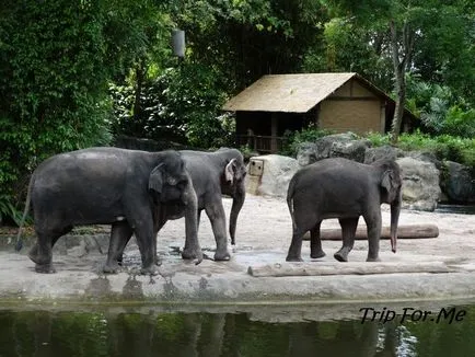 Szingapúri Állatkert vannak a benyomások, hogyan juthat