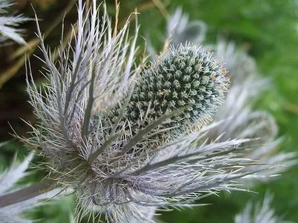 Feverweed vagy eringium (Eryngium)