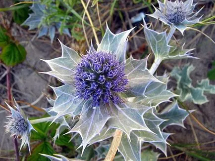 Feverweed vagy eringium (Eryngium)