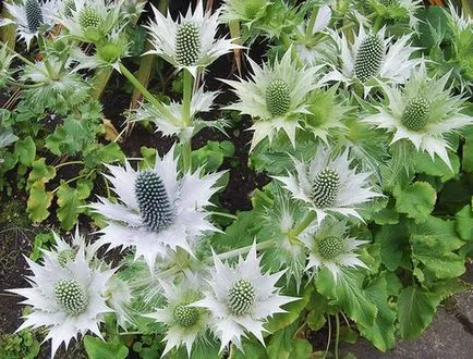 Feverweed vagy eringium (Eryngium)