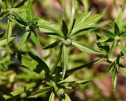 Feverweed vagy eringium (Eryngium)