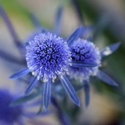 Feverweed sau eringium (Eryngium)