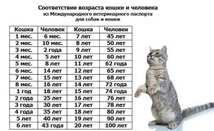 Hány éves a macska emberi szempontból, veterinärklinik zubohvost