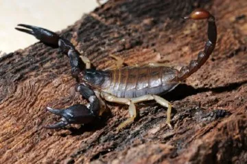 scorpion mortal copac nutriție, reproducere și implicații asupra omului