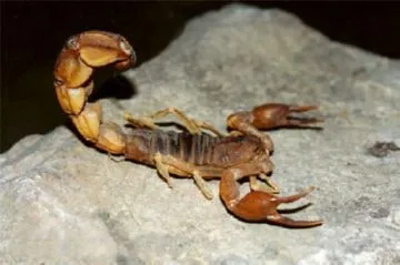scorpion mortal copac nutriție, reproducere și implicații asupra omului