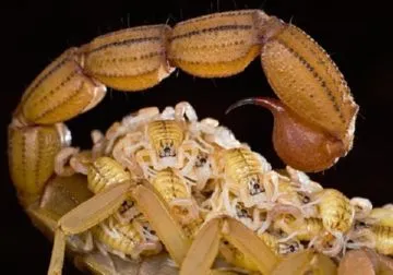 Deadly скорпион дърво хранене, размножаване и последици за човешкото
