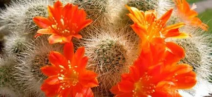 Vis Interpretarea cactus cactus la care visează într-un vis