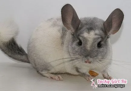 Cuprins chinchilla la domiciliu