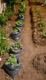 Metode pentru plantarea cartofilor