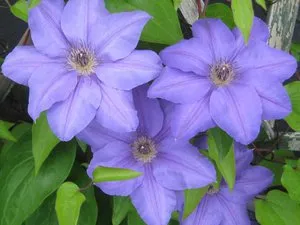 Клематис цветя характерни за пасбища, принципите на класификация и описание на клематис