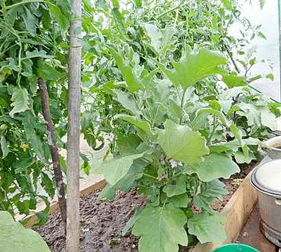 Compatibilitatea plantelor în seră tomate, castraveți, ardei, vinete, pepeni