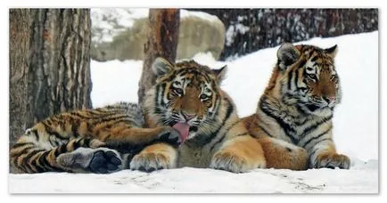 Üzenet a Amur (Ussuri) tigris