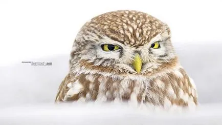 Fotografie: Owls de iarnă informative și interesante poze haioase