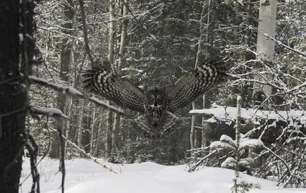 Owls de iarna, informative și poze interesante poze haioase