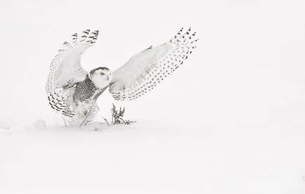 Owls de iarna, informative și poze interesante poze haioase