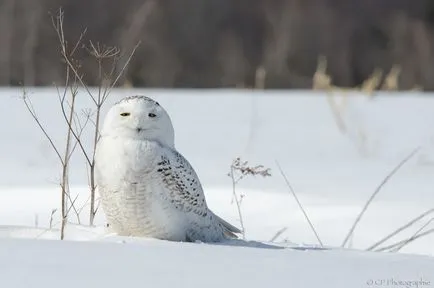 Owls de iarna, informative și poze interesante poze haioase