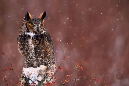 Owls de iarna, informative și poze interesante poze haioase