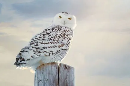 Owls de iarna, informative și poze interesante poze haioase