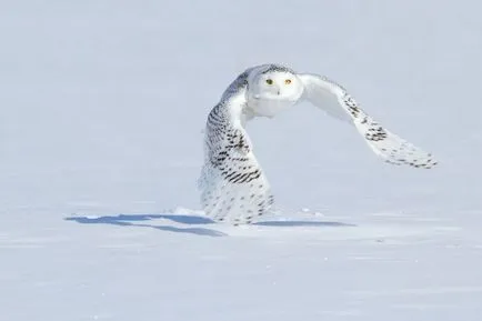 Owls de iarna, informative și poze interesante poze haioase