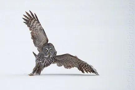 Owls de iarna, informative și poze interesante poze haioase