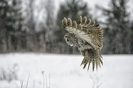 Owls de iarna, informative și poze interesante poze haioase