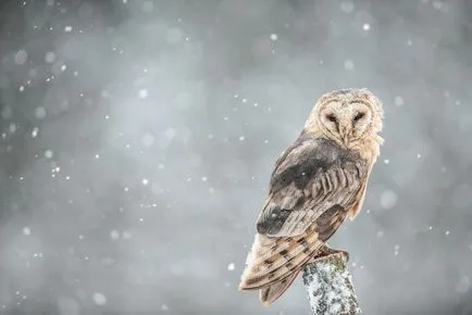 Owls de iarna, informative și poze interesante poze haioase