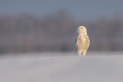 Owls de iarna, informative și poze interesante poze haioase