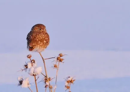 Owls de iarna, informative și poze interesante poze haioase