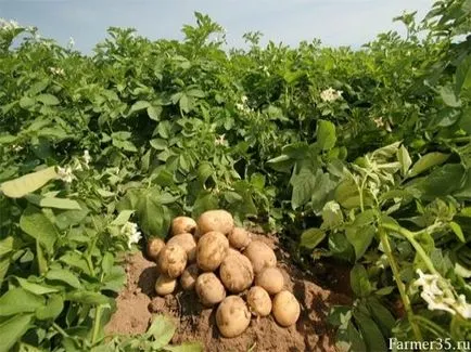 Методи за засаждане на картофи