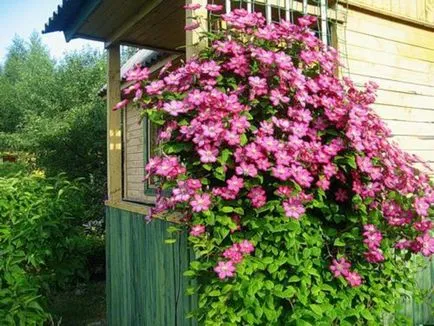 Clematis virágok jellemző külvárosban elveinek osztályozása és leírása a Clematis