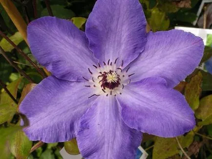 Clematis virágok jellemző külvárosban elveinek osztályozása és leírása a Clematis