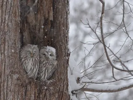 Owls de iarna, informative și poze interesante poze haioase