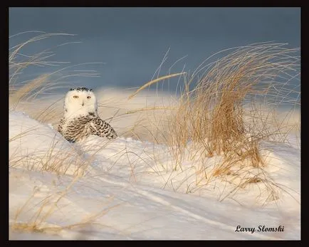 Owls de iarna, informative și poze interesante poze haioase