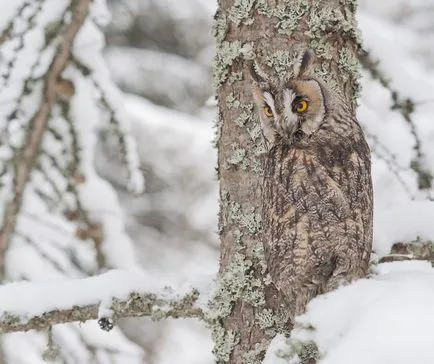 Owls de iarna, informative și poze interesante poze haioase