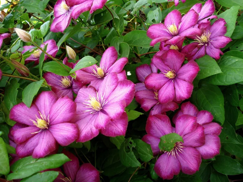 Clematis virágok jellemző külvárosban elveinek osztályozása és leírása a Clematis