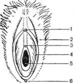 Structura corpului feminin