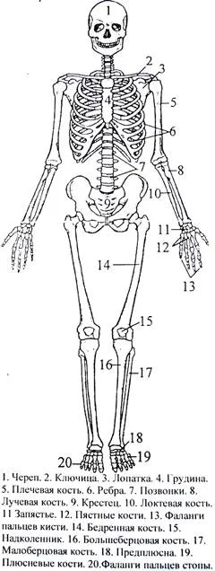 Structura osului ca organism