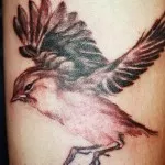 Sparrow tetoválás 7 értékeket, 76 kép és vázlatok a legjobb