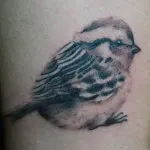 Sparrow tatuaj 7 valori, 76 de fotografii și schițe de cele mai bune