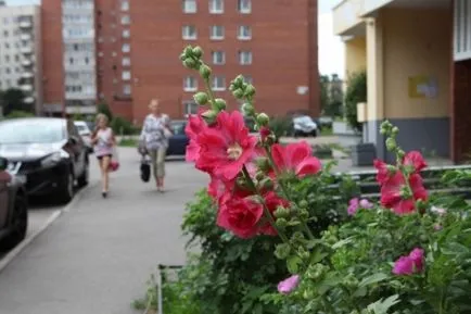 Аз красят двора си сама! City - Вечерни Петербург