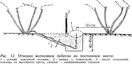 A technológia a termesztés szőlőpalanták a dugványok, appyapm