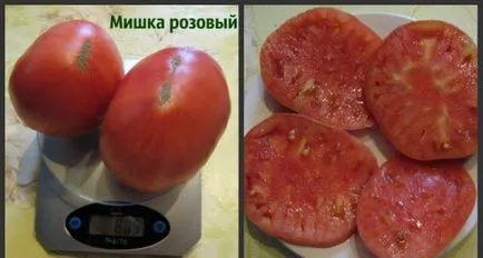 soiuri de tomate urs stol descriere, avantaje și dezavantaje, în special în creștere