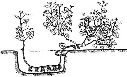 A technológia a termesztés szőlőpalanták a dugványok, appyapm