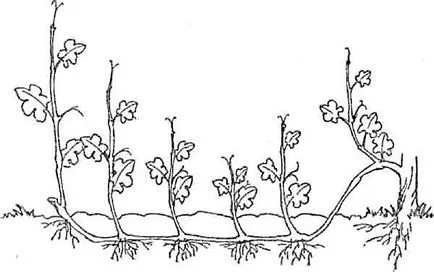 A technológia a termesztés szőlőpalanták a dugványok, appyapm
