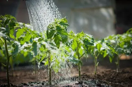 Tomate Ursul Bruin comentarii, fotografii, îngrijire, descrierea soiului, videoclipul